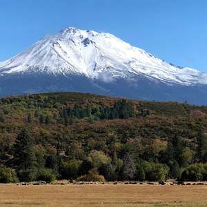 Meet your Posher, Trish